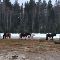 Лошадки Яви Нави. :: Ольга 