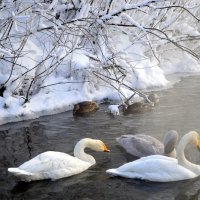 Зимовка лебедей на озере Светлом :: Татьяна Лютаева