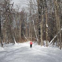 Палка сделала из обезьяны человека. — Вторая палка сделала из него лыжника!:-) :: Андрей Заломленков