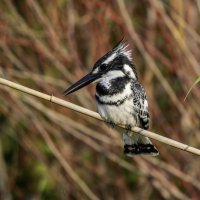 Малый пегий зимородок. :: Alexander Amromin Малый пегий зимородок. :: Alexander Amromin