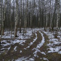 Лесные дорожки в январе :: Сергей Цветков