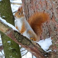 Белка городского парка. :: Милешкин Владимир Алексеевич 