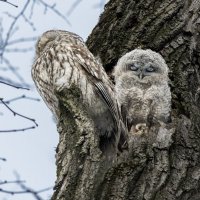 серая неясыть птенец с мамой :: юрий макаров