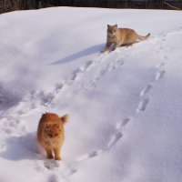 А за городом зима. :: Венера Чуйкова