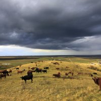 Бурёнки :: Геннадий Вали