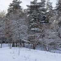 Зимний лес :: Александр Синдерёв