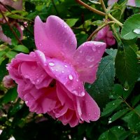 ***в каплях дождя*** :: Olga Oskolkova