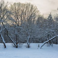 Снежные деревья :: Александр Синдерёв