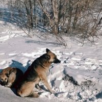 Дворяне... :: Андрей Хлопонин