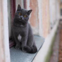 Дымка. :: Вячеслав Владимирович