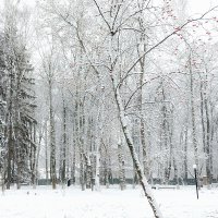 В парке... :: Владимир Шошин