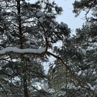 В снежных дебрях горного леса. :: Георгиевич 