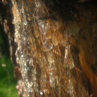 капли смолы :: Александр Кольцов