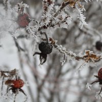 Жучки:) :: Алексей Медведев