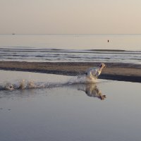 Водные процедуры :: Сергей Швечков