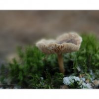 *** :: Art __ *** :: Art __