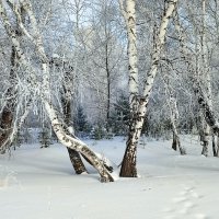 Заметает следы , заметает.... :: Валентина Богатко 