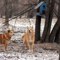 "Охотницы" на белок и ворон. :: Владимир Безбородов