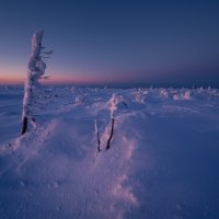 Густой лес :: Александр Иванов