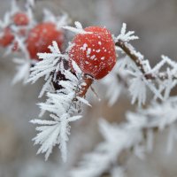 Шиповник :: Надежда Куркина