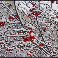 Ещё не съели , дрозды и свиристели ! :: Сеня Белгородский