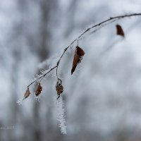 Ветка в инее :: Александр Синдерёв