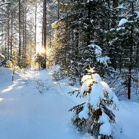 Зимой в лесу :: Алевтина 