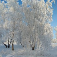 В серебре :: Валентина Богатко 