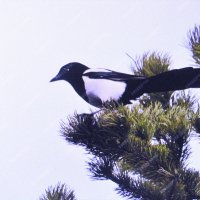 Что-то высматривает :: Людмила Смородинская