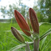 Лилия даурская :: Anna Ivanova Лилия даурская :: Anna Ivanova