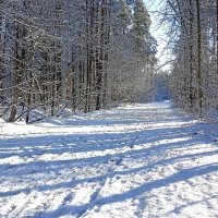 Лесная дорожка :: Татьяна Тюменка