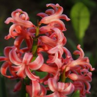 Гиаци́нт {Hyacínthus} :: Александр Кольцов