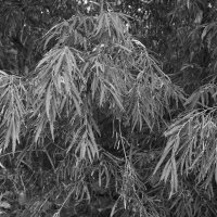 Название отсутствует :: Денис Безногов