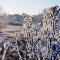 Снежные цветы. :: Михаил Колосов 