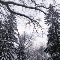 Зима :: Сапсан 