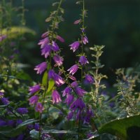 Цветы :: Сергей Швечков Цветы :: Сергей Швечков