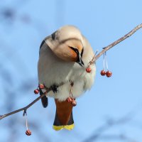 Свиристель. :: Виктор Иванович Чернюк