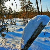 Февраль...Взобрался сугроб на пень! :: Владимир 