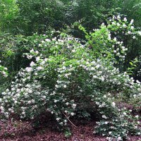 Германия. :: Владимир Драгунский Германия. :: Владимир Драгунский