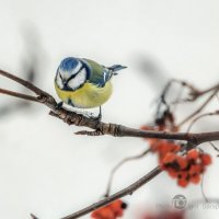 Cyanistes caeruleus :: Игорь Сарапулов