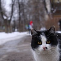 ... :: Александр Кольцов