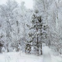 По тропинке в сказочный лес :: Валентина Богатко 