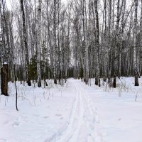 Лыжня :: Любовь Сахарова Лыжня :: Любовь Сахарова