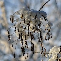 Зимним днём... :: Николай Саржанов Зимним днём... :: Николай Саржанов