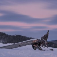 Лесной житель :: Александр Иванов