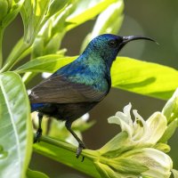 Палестинская нектарница. :: Alexander Amromin Палестинская нектарница. :: Alexander Amromin