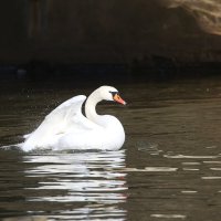 *** :: Вячеслав Макушин