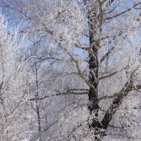 Старый тополь :: Наталия Григорьева