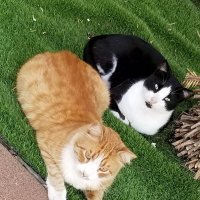 Какие разные кошки! :: Светлана Хращевская