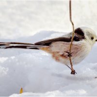 Длиннохвостая синица (ополовник ) :: Валентин Котляров